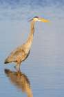 Great blue heron hunting crayfish in wetland, Marion County, Illinois. Art Print